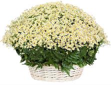 Цветочная композиция из Ромашки в корзине #REPLACE_PRED# Ясном Ставропольского края